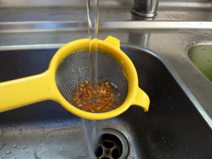 rinçage des graines de tomate à l'eau claire
