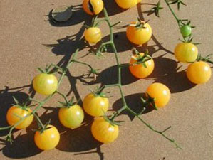 Tomate White Rabbit