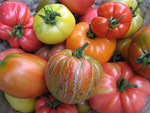 Red�couvrir les tomates ancien