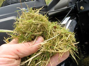 Herbe finement coupée (mulching)