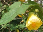 Abutilon