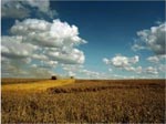Agriculture bio : suffirait-elle � nourrir la plan�te ?