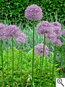 Ail d'ornement (allium)