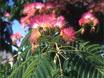Albizia