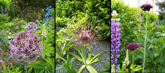 variétés d'ail d'ornement