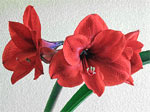 Faites refleurir l'amaryllis !