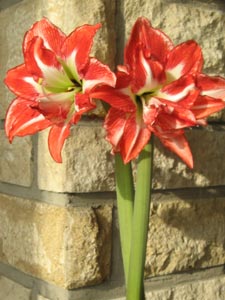 Amaryllis en fleurs