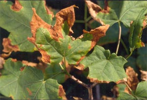 Anthracnose sur feuilles d'érable