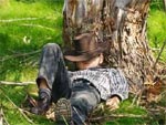 Les arbres � sieste