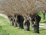 Arbres t�tards : des refuges pour la faune sauvage