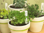 Installer les aromatiques
