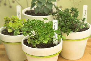 Quelques aromatiques cultivées en pot