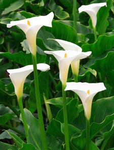 Touffe d'arums