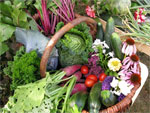Association des Jardins Ouvriers de S�lestat