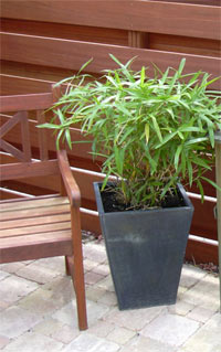 Bambou en pot sur une terrasse