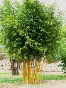 Touffe de bambous