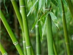 Bambou : utilisation au jardin