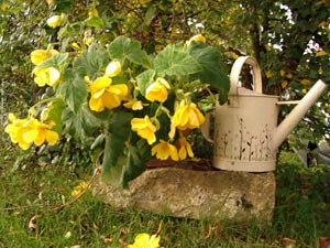 B&eacute;gonia jaune en pot&eacute;e