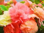 B�gonias