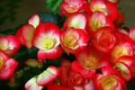 B�gonia