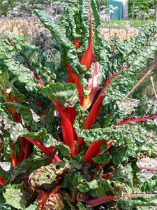 Bette &agrave; carde rouge