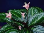 Bicajoux� : des plantes d'int�rieur de haute couture