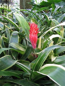 Billbergia