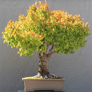 Bonsai Pictures on Broom Style Japanese Zelkova