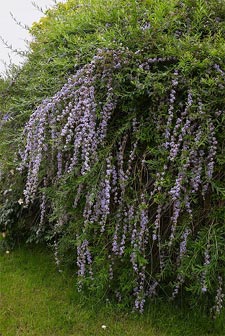 Buddleia alternifolia