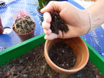 Cactus : le rempotage