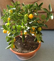 Calamondin