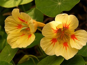 fleur capucine