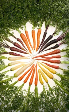 Différentes variétés de carottes de couleur