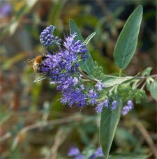 Caryopteris : fleur
