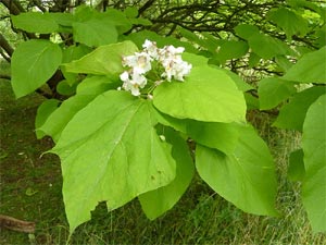 Feuilles et fleur de catalpa