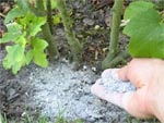 Utiliser les cendres au jardin