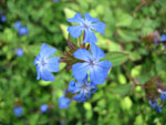 Un jardin bleu pour les vacances