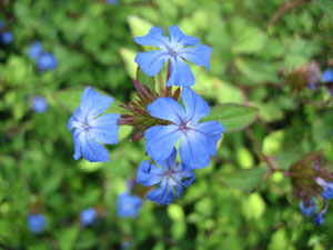 Un jardin bleu pour les vacances