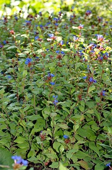 Ceratostigma plumbaginoides