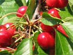 Cerisier
