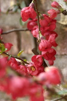 Cognassier du Japon rouge en fleurs