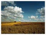 Champ de bl� agricole