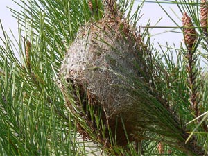 Nid de chenille processionnaire du pin