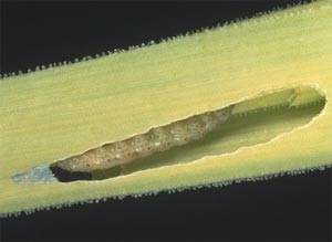Chenille de la teigne du poireau
