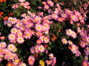 Chrysantheme