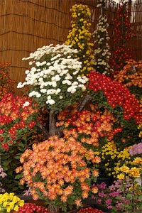 Chrysanth&egrave;mes vari&eacute;s