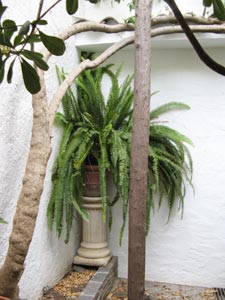 Coin de jardin avec murs blancs