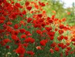 Les plantes mellif�res