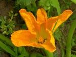 Courges et courgette : pollinisation manuelle