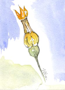 Ligature de la fleur de courgette